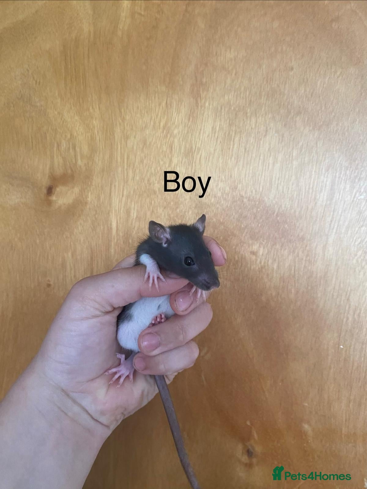 Rat rodents for sale: Mixed sexed baby rats in Chelmsford - Advert 19