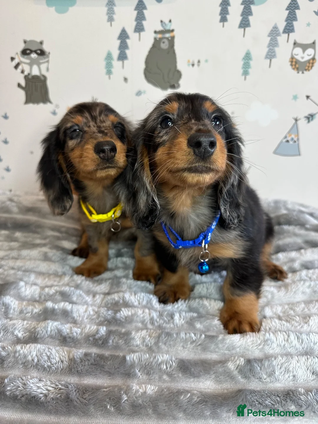 Miniature Dachshund dogs for sale: Long Haired Miniature Dachshund puppies,  - Advert 1