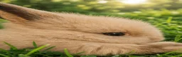 Lionhead rabbits for sale: Beautiful Lionhead Babies  - Advert 13