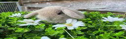 Mini Lop rabbits for sale: Gorgeous Mini lops  - Advert 24