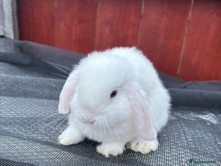 Netherland Dwarf rabbits - Advert 9