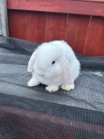 Netherland Dwarf rabbits - Advert 4