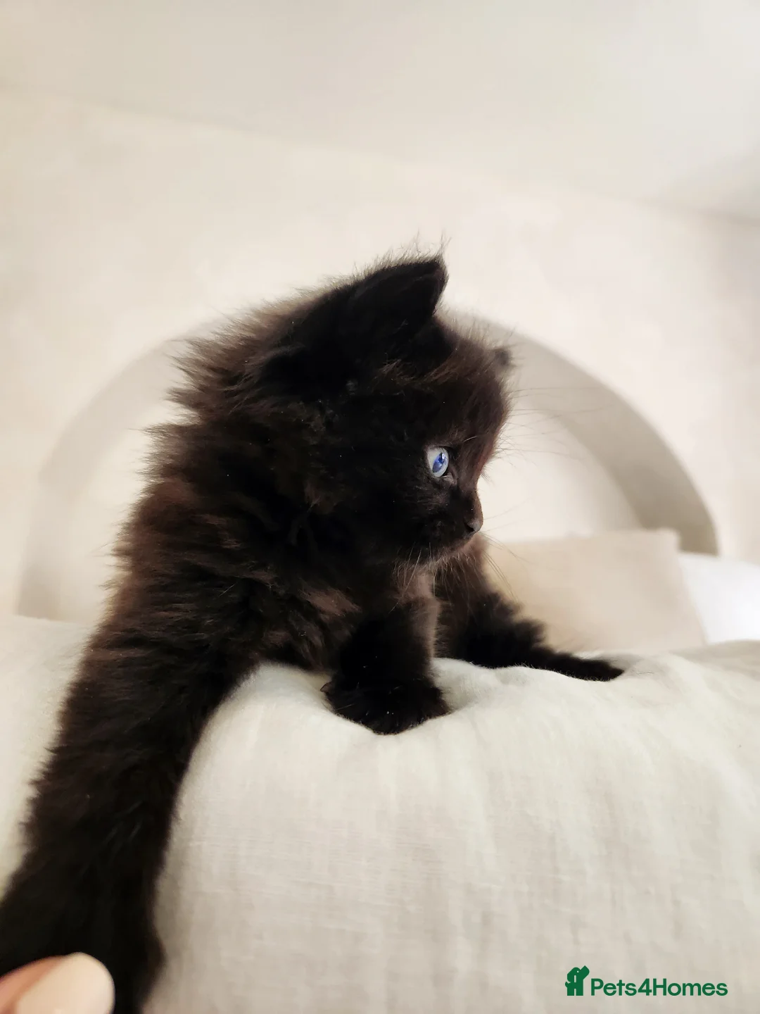 Norwegian Forest Cat cats for sale: 🐾 Loving Fluffy Kittens for New Homes - Advert 2