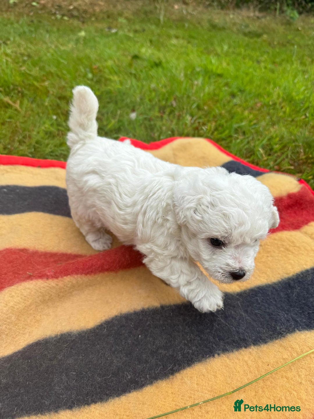 Mixed Breed dogs for sale: Bolonoodle Puppies  - Image 3