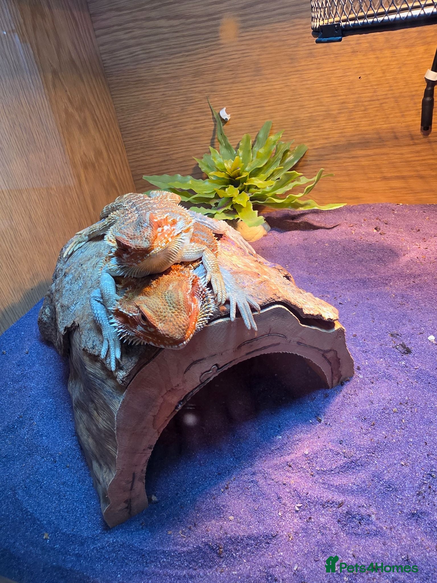 Bearded Dragon reptiles 2 bearded dragons - Advert 1