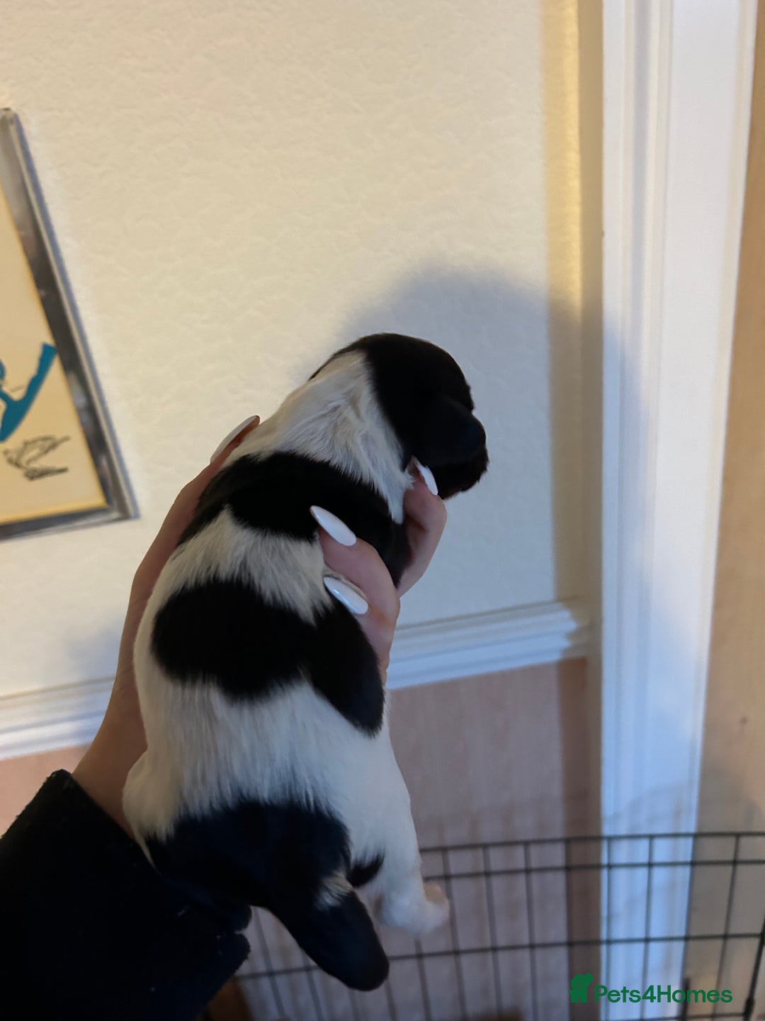 English Springer Spaniel dogs for sale: Lovely ESS Litter Due - Advert 10