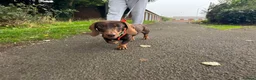 Dachshund dogs for adoption: 💙🐶 ALFIE – A CHOCOLATE BOY MADE FOR CUDDLES 🐶💙 - Advert 7