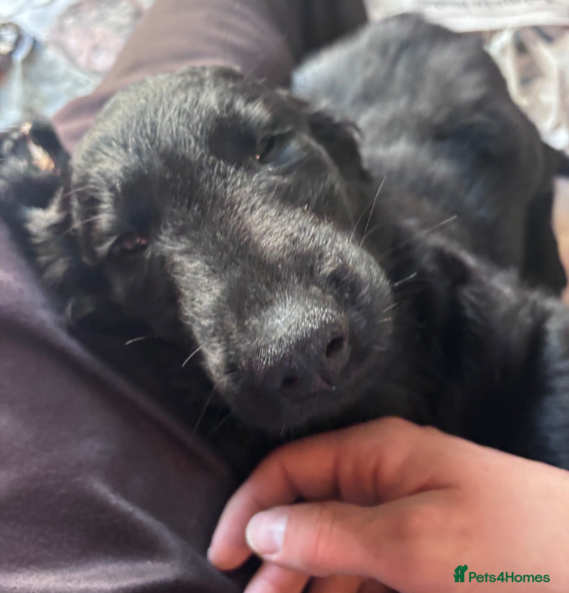 Flat coated Retriever dogs Ready to leave for loving forever homes now.  - Advert 4