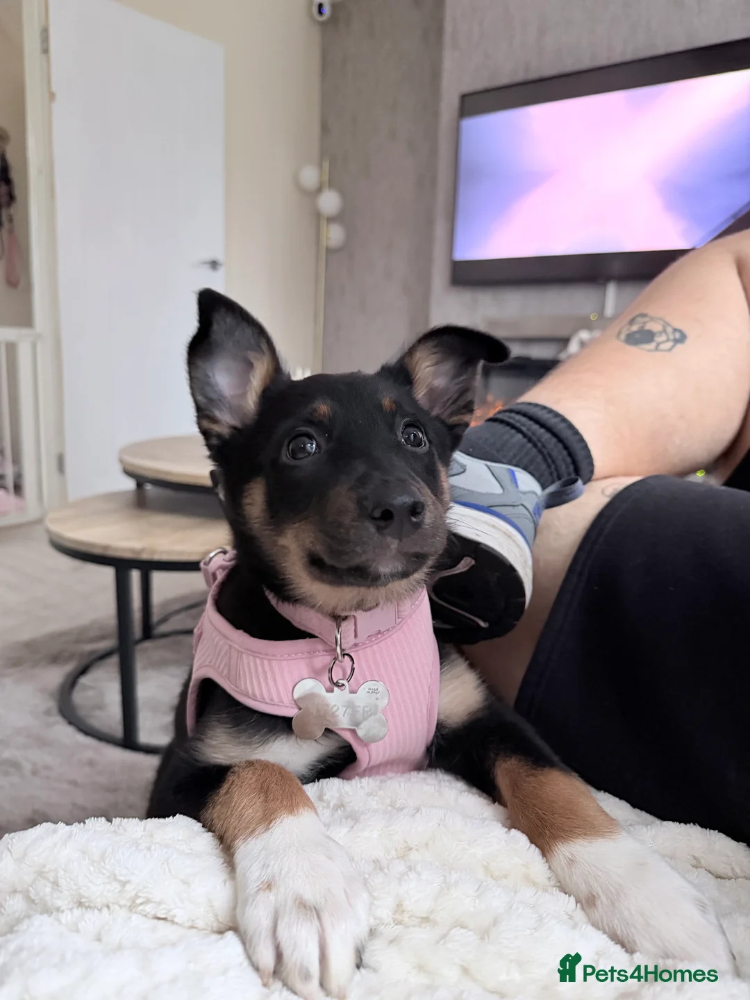 Mixed Breed dogs for sale: Border Collie X Kelpie  - Advert 5