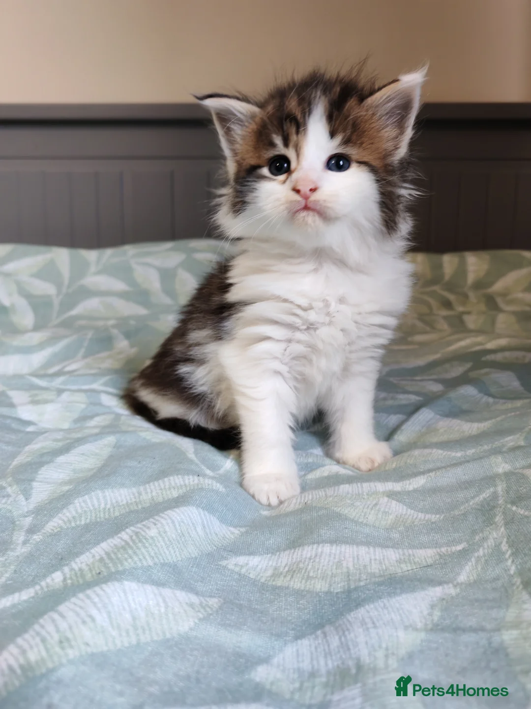 Maine Coon cats for sale: Beautiful Maine Coon Kittens  - Advert 21