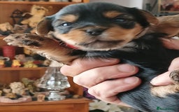 Yorkshire Terrier dogs for sale: Yorkshire Terrier Puppies 3 Boys 1 Girl - Image 9