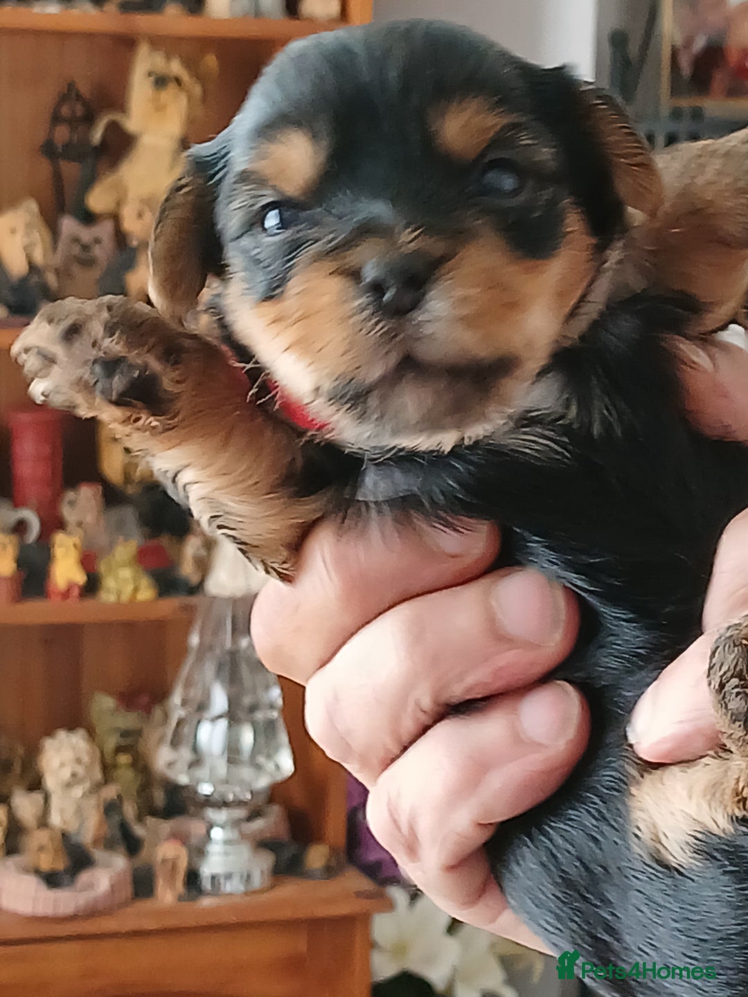 Yorkshire Terrier dogs for sale: Yorkshire Terrier Puppies 3 Boys 1 Girl - Image 9