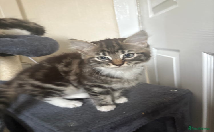 Mixed Breed cats - Advert 8
