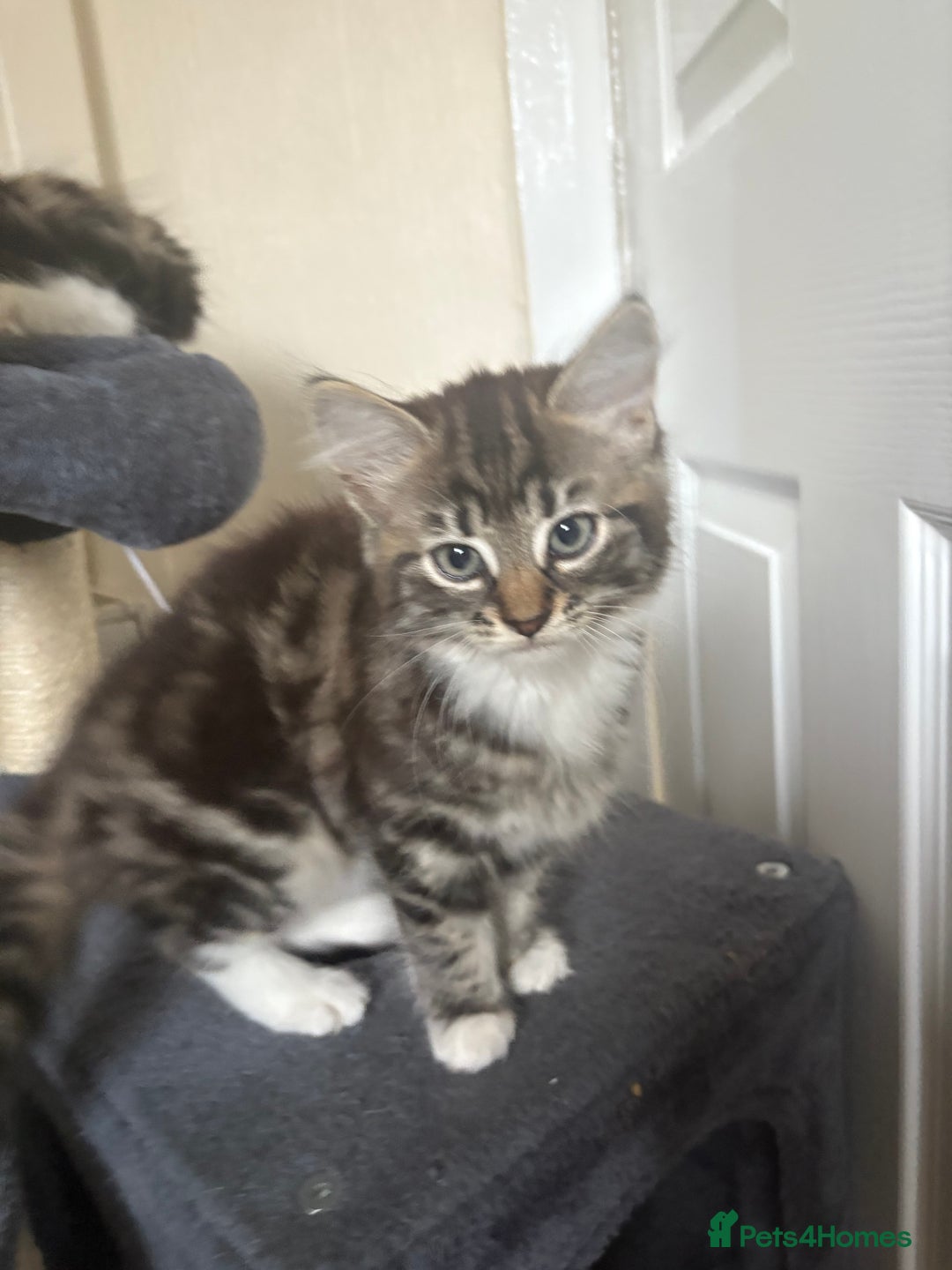 Mixed Breed cats for sale: Kittens for sale - Image 1