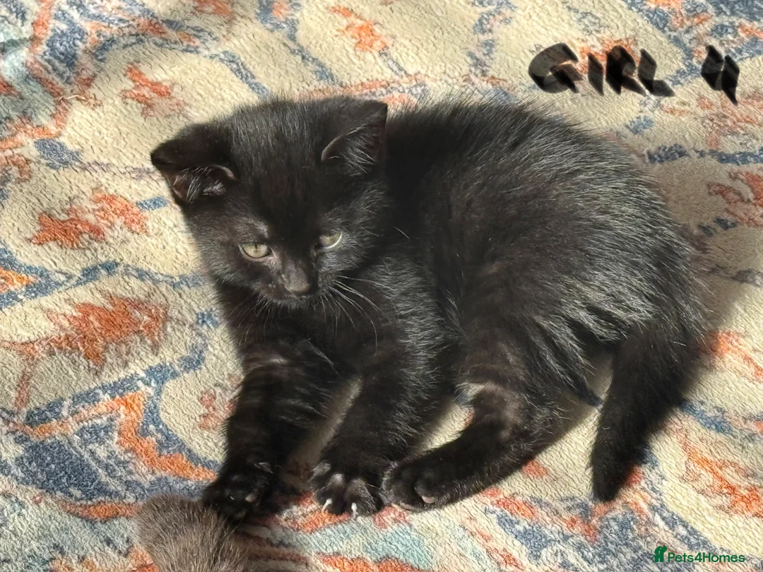 Mixed Breed cats for sale: Chocolate brown tabby kittens 🐱  - Advert 11