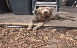 Labrador Retriever dogs for stud: Silver KC Registered Labrador For Stud 🩶 - Image 1