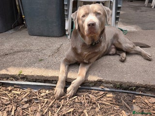 Labrador Retriever dogs - Advert 34