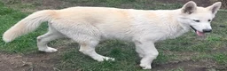 Alaskan Malamute dogs for sale: 2 females and 2 males left - Advert 6