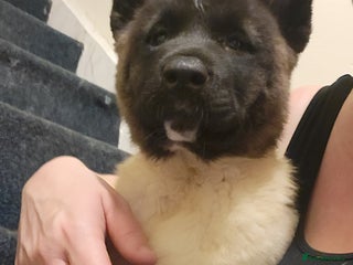 Akita dogs American Akita Puppies. Reduced Price until Sunday - Advert 5
