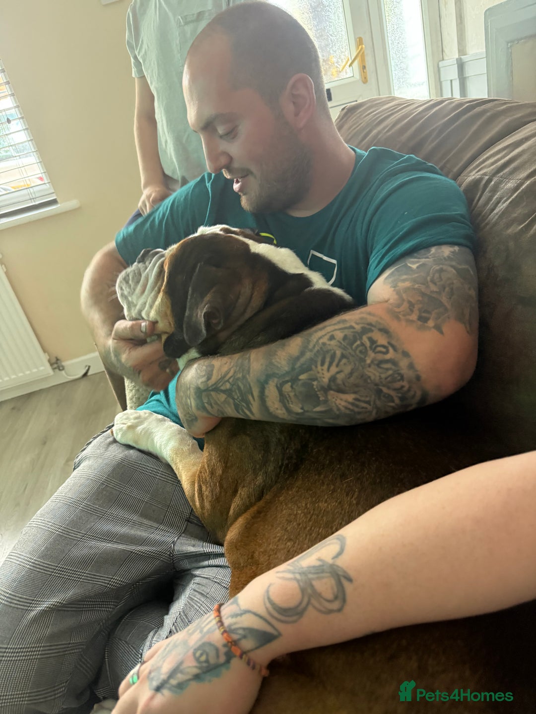 American Bulldog dogs for sale: american bulldog  - Image 4