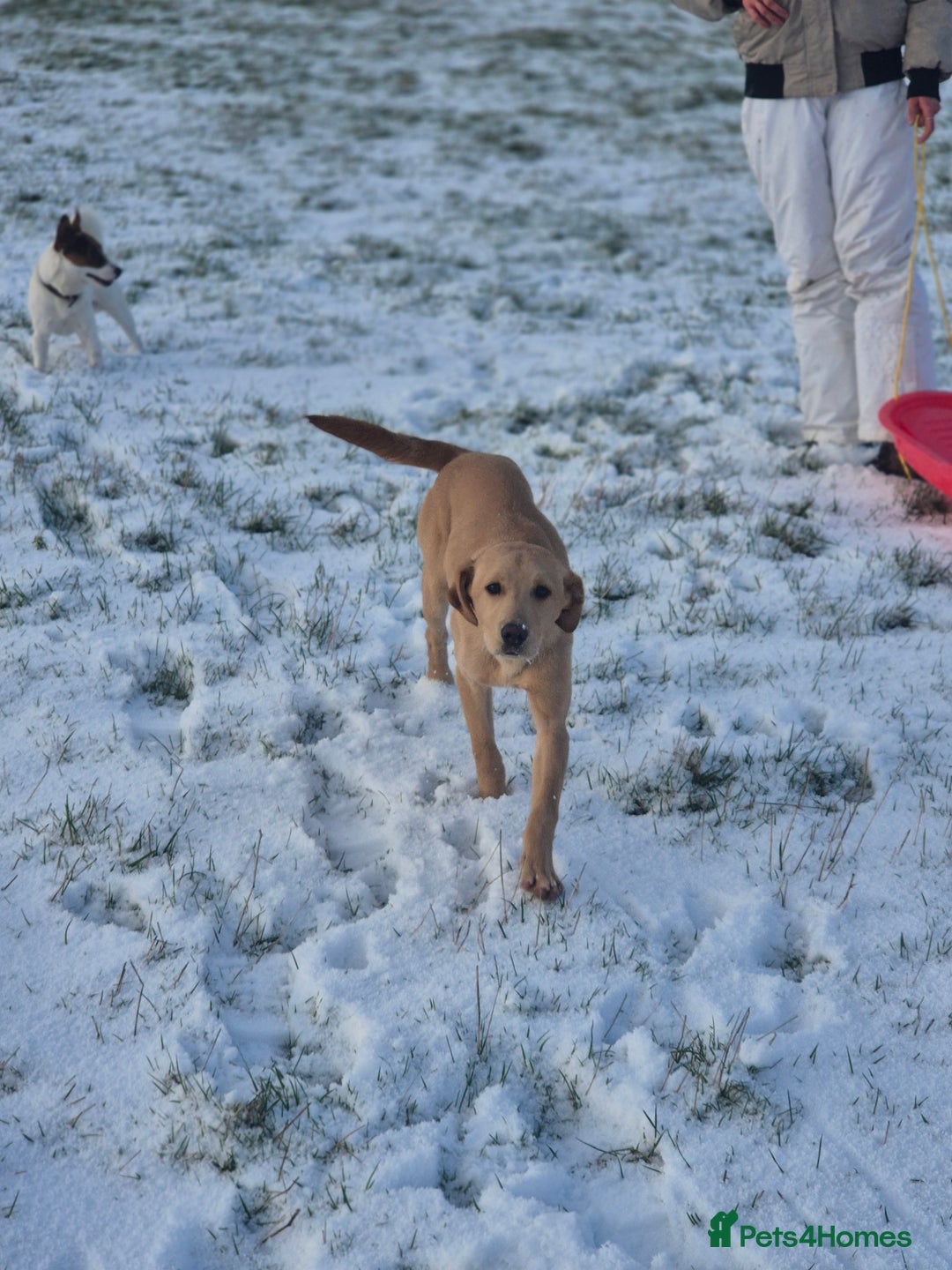 Labrador Retriever dogs for sale: Fox red labrador  - Advert 2