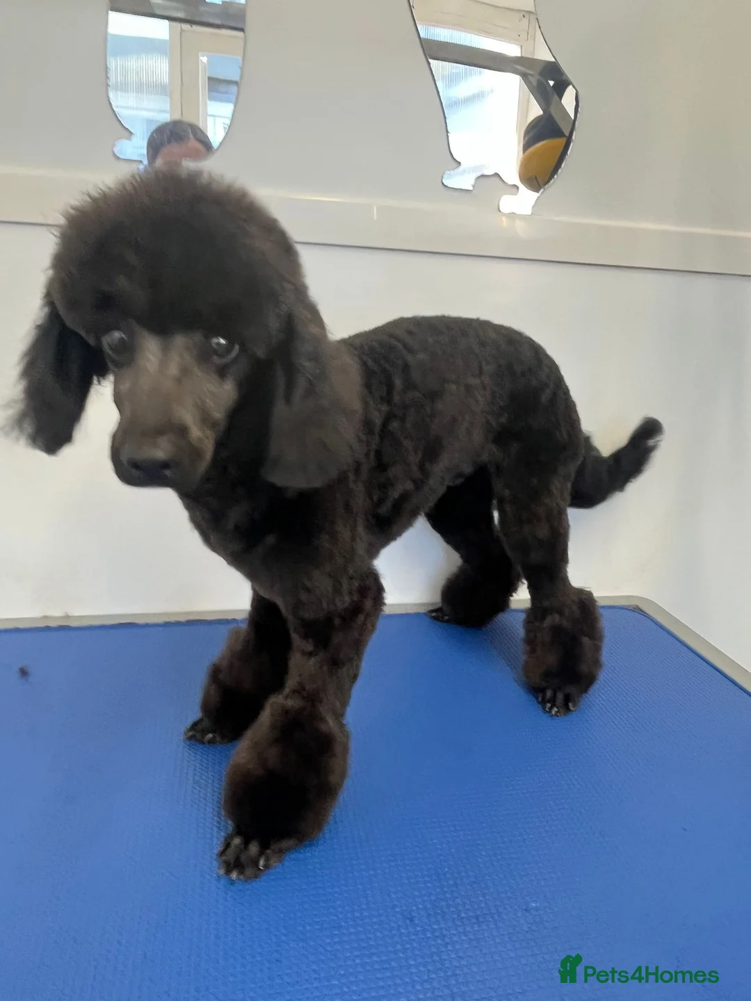 Toy Poodle dogs for stud: TOY POODLE FOR STUD in Swanley - Advert 1