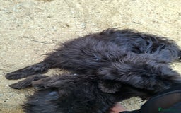 Miniature Schnauzer dogs for sale: Milo & Trent - Image 6