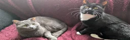 Mixed Breed cats for sale: Loving Bonded Pair of Cats For Sale - Male ,Female - Advert 2