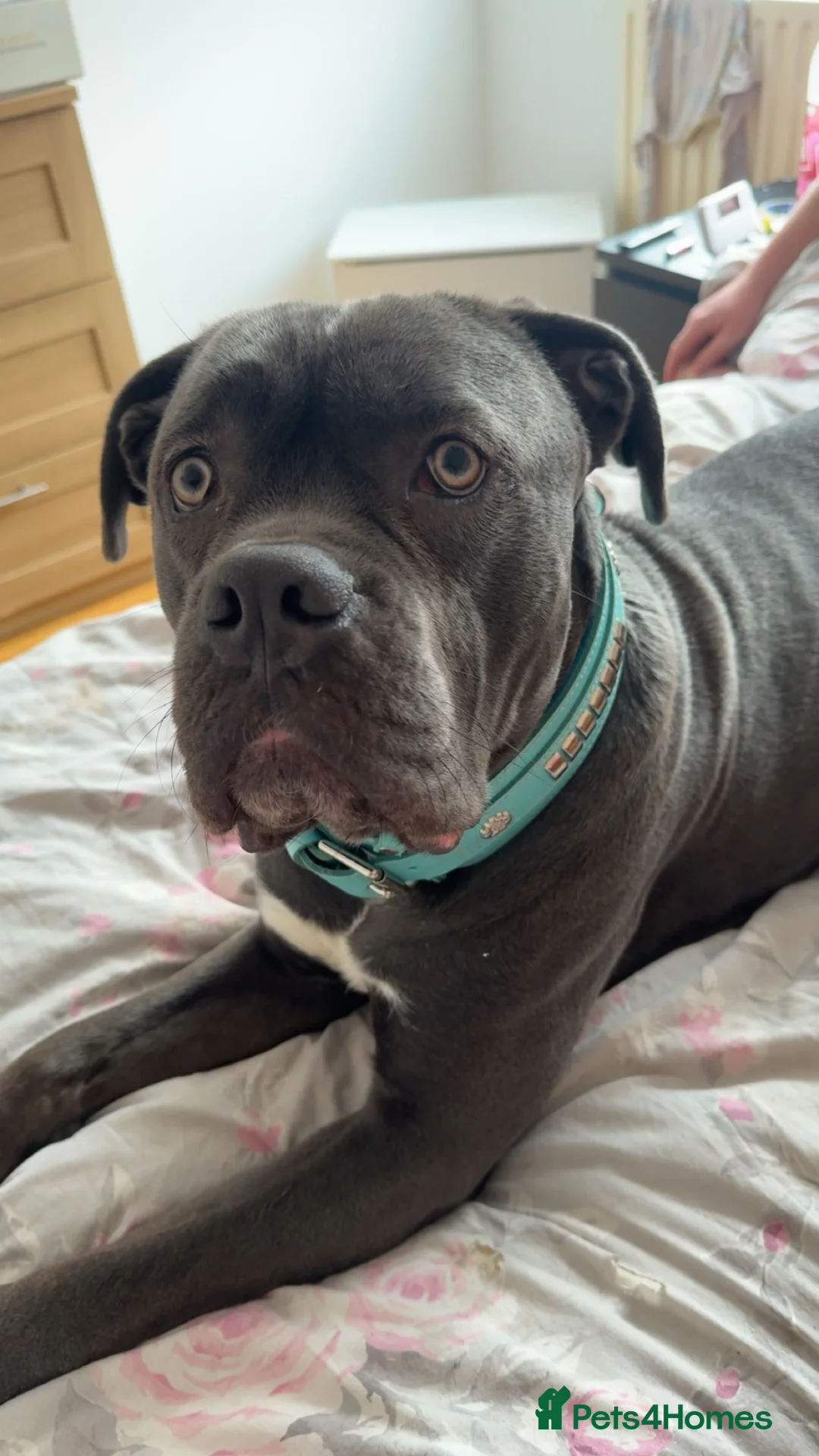 Cane Corso dogs for sale: Entire male blue cane corso  - Advert 2