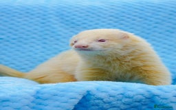 Ferret rodents for sale: Albino ferret kits  - Image 14