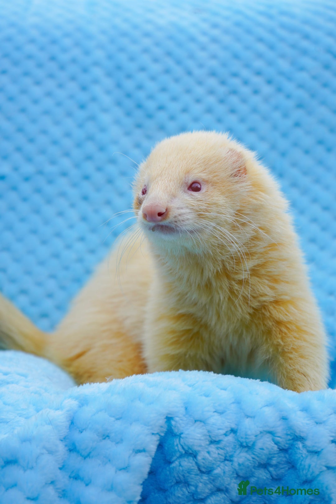Ferret rodents for sale: Albino ferret kits  - Image 14