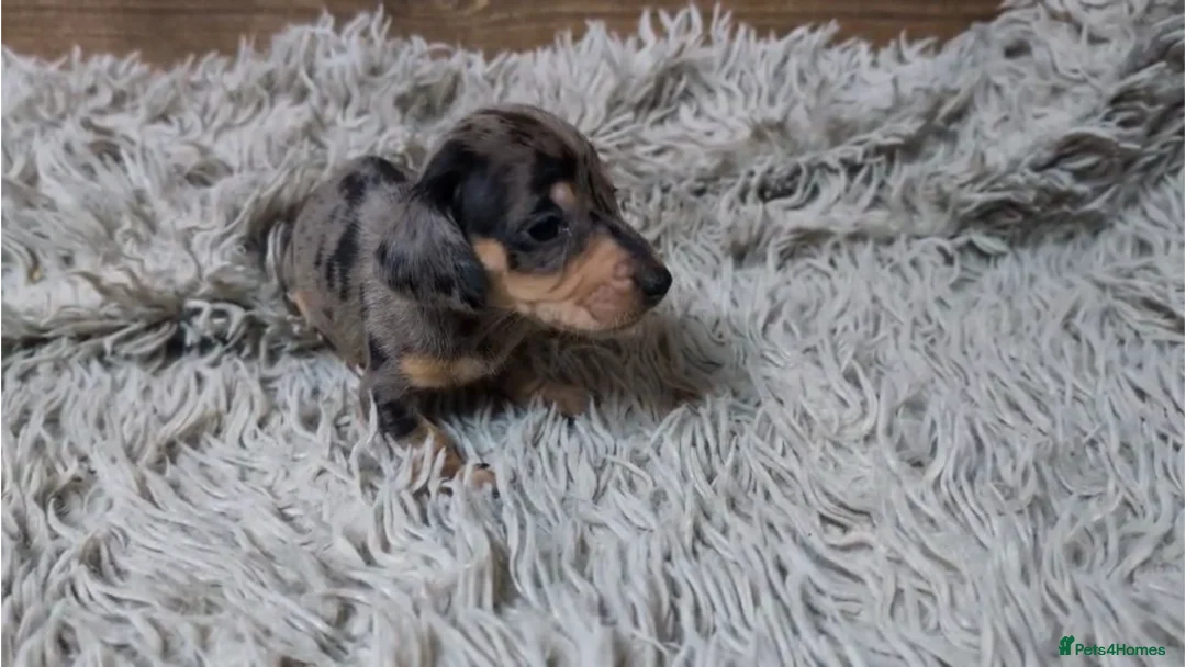 Miniature Dachshund dogs for sale: Mini Dachshund Puppies KC Ready start of March 🐾 - Advert 35