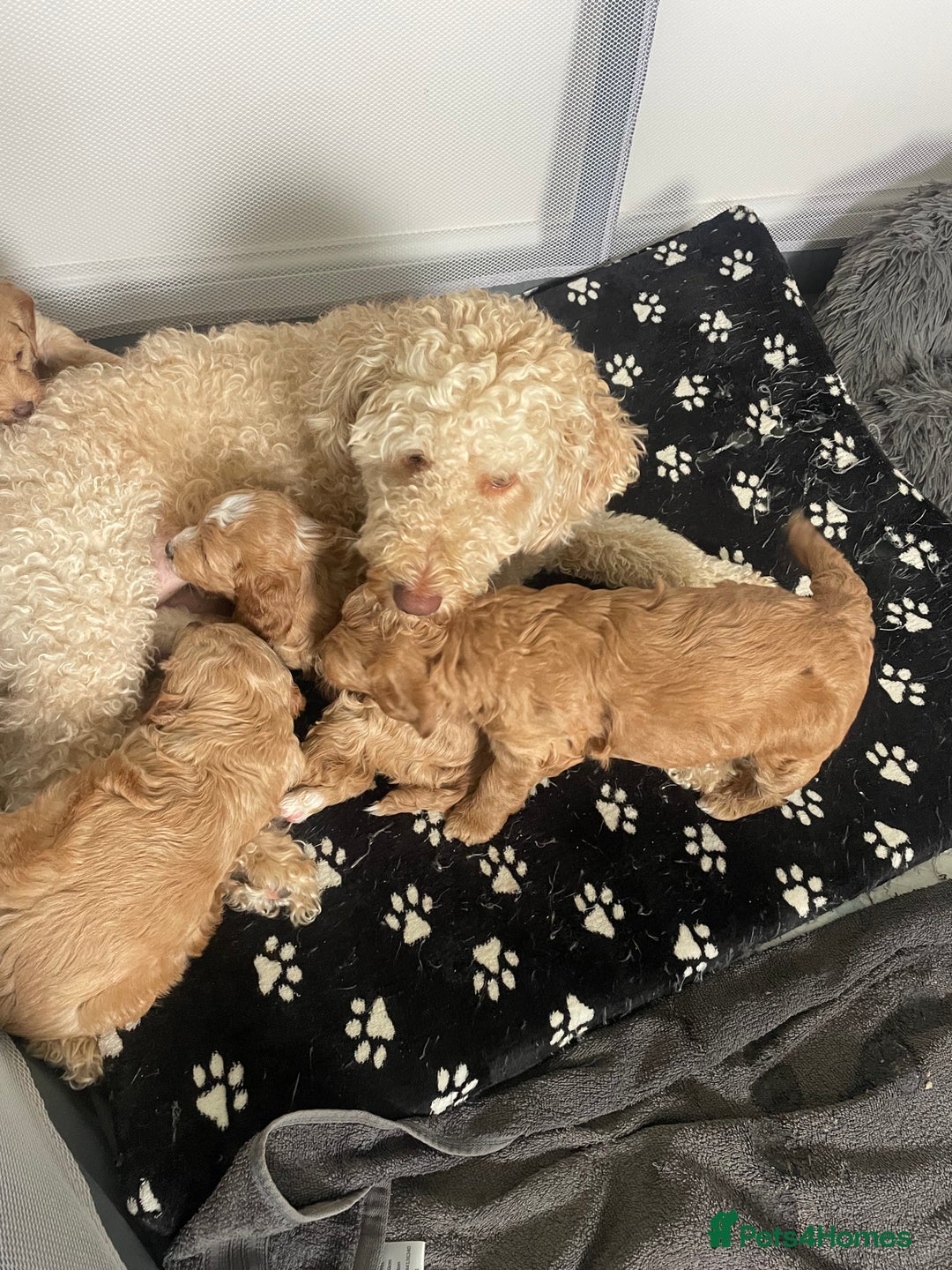 Cockapoo dogs for sale: 4 beautiful cockapoo puppies can be now be viewed  - Image 9