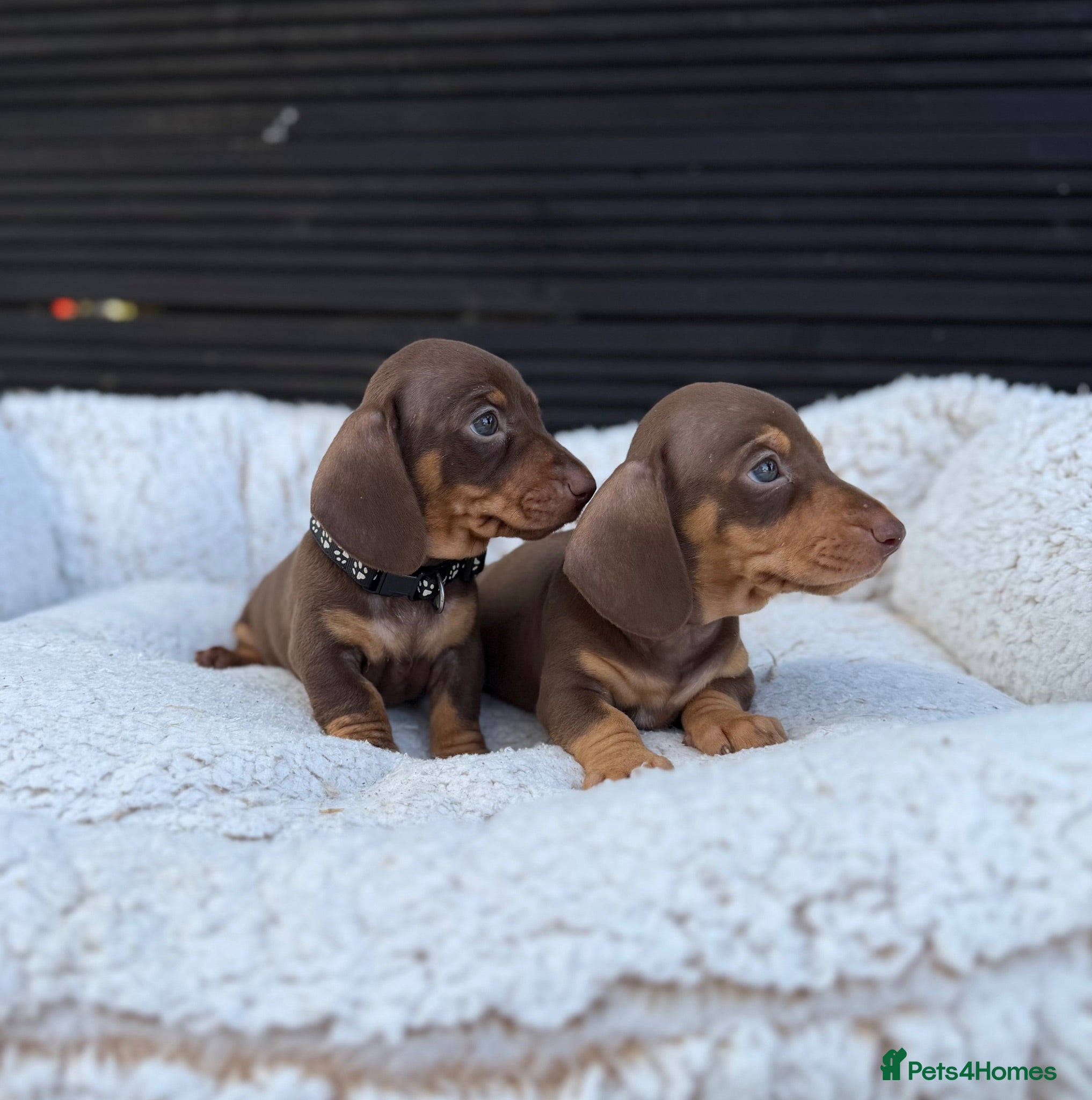 Miniature Dachshund dogs 💖 2 Stunning girls left 💖Miniature Dachshund  - Advert 10