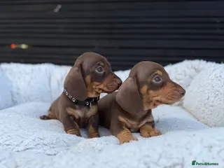 Miniature Dachshund dogs 💖 2 Stunning girls left 💖Miniature Dachshund - Advert 10