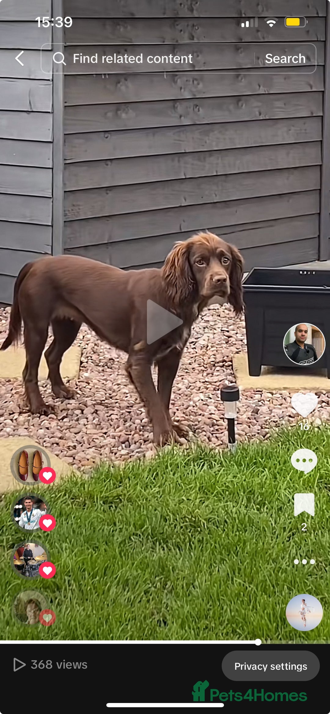 Cocker Spaniel dogs for sale: Cocker spaniel puppies Ready now, 3 girls left - Image 15