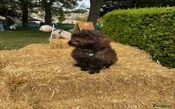 Cockapoo dogs for sale: Beautiful little cockapoo Ruby seeking a new home  - Image 13