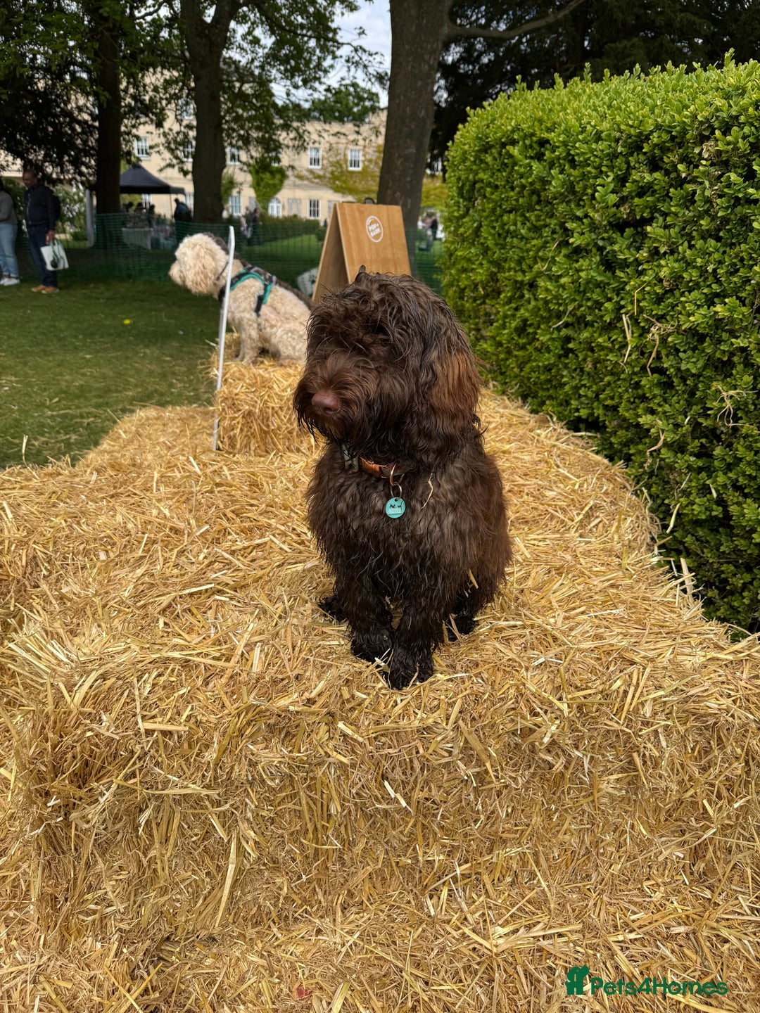 Cockapoo dogs for sale: Beautiful little cockapoo Ruby seeking a new home  - Image 13