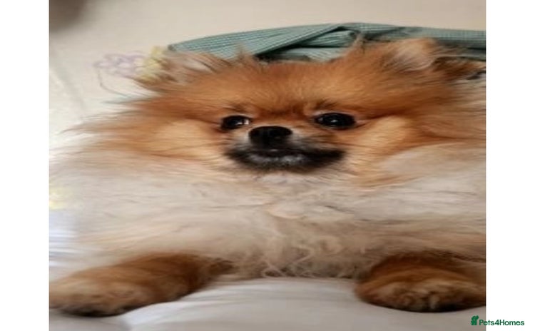 Pomeranian dogs - Advert 14