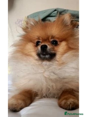 Pomeranian dogs - Advert 3