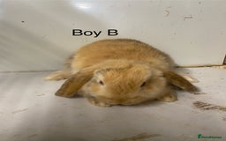 Mini Lop rabbits for sale: Beautiful mini lop bunnies - Advert 7