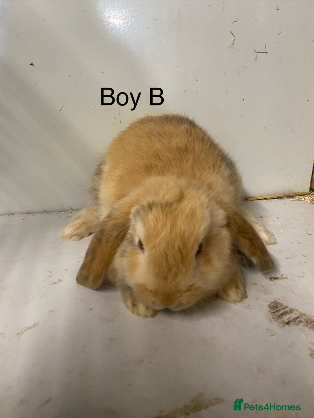 Mini Lop rabbits for sale: Beautiful mini lop bunnies - Advert 7
