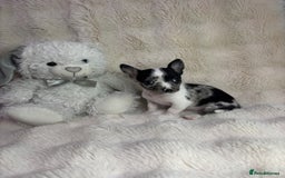 Chihuahua dogs for sale: Teacup chihuahuas - Image 3