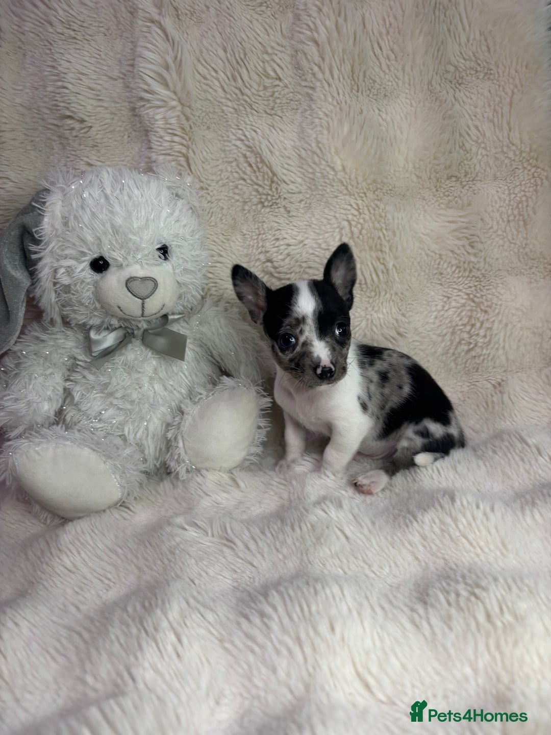 Chihuahua dogs for sale: Teacup chihuahuas - Image 3