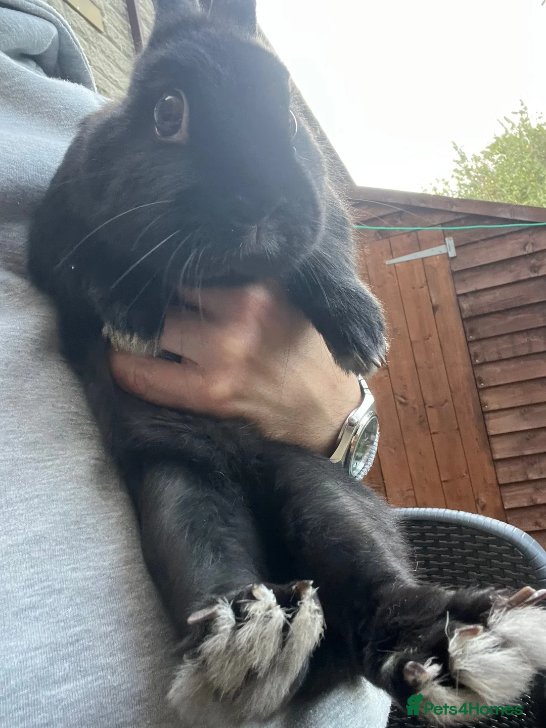 Netherland Dwarf rabbits for sale: 3 Netherland dwarf rabbits  - Advert 17
