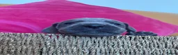 Great Dane dogs for sale: Ready to go! Pedigree blue & black Great Dane Pups - Advert 29