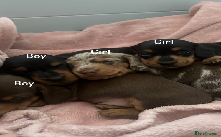 Miniature Dachshund dogs - Advert 8
