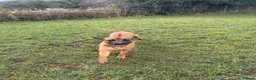 Rhodesian Ridgeback dogs for sale: 🐾 Looking to Rehome Our Dog Roger 🐾 - Advert 14
