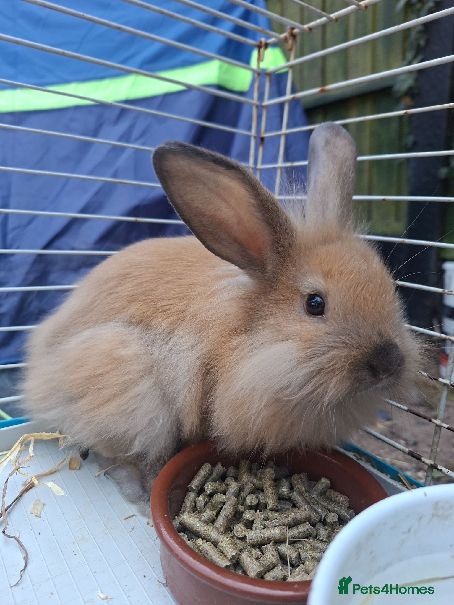 Mixed Breed rabbits Baby rabbits - Advert 3