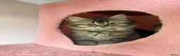 British Longhair cats for sale: 5 kittens ready for new family negotiate available - Advert 16